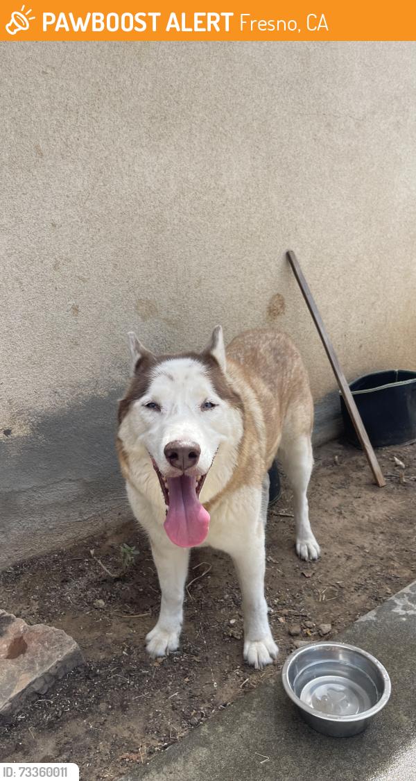 Found/Stray Male Dog last seen Emerson, Fresno, CA 93705