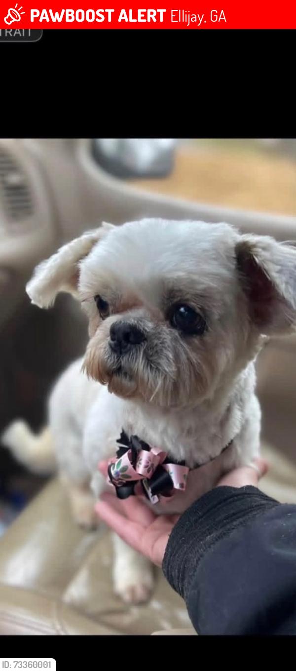 Lost Female Dog last seen She was right by our driveway at 966 progress rd Ellijay ga 30540, Ellijay, GA 30540