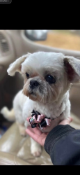 Lost Female Dog last seen She was right by our driveway at 966 progress rd Ellijay ga 30540, Ellijay, GA 30540