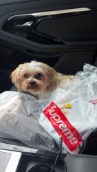 Lost Male Dog last seen In my neighborhood, Snellville, GA 30039