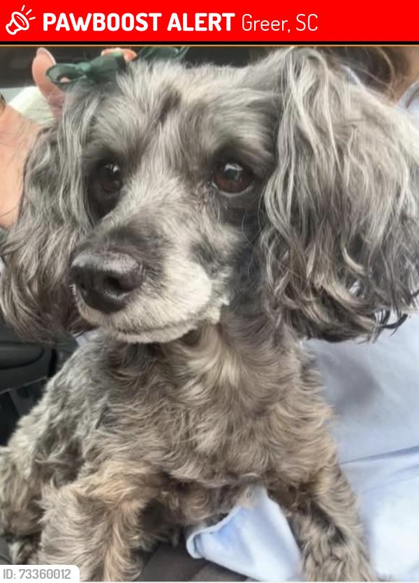 Lost Female Dog last seen Anderson Ridge Rd, Greer, SC 29651