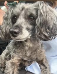Lost Female Dog last seen Anderson Ridge Rd, Greer, SC 29651