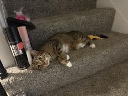 Lost Female Cat last seen Cornwall Road, Dundalk, MD 21222