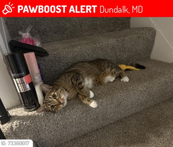 Lost Female Cat last seen Cornwall Road, Dundalk, MD 21222