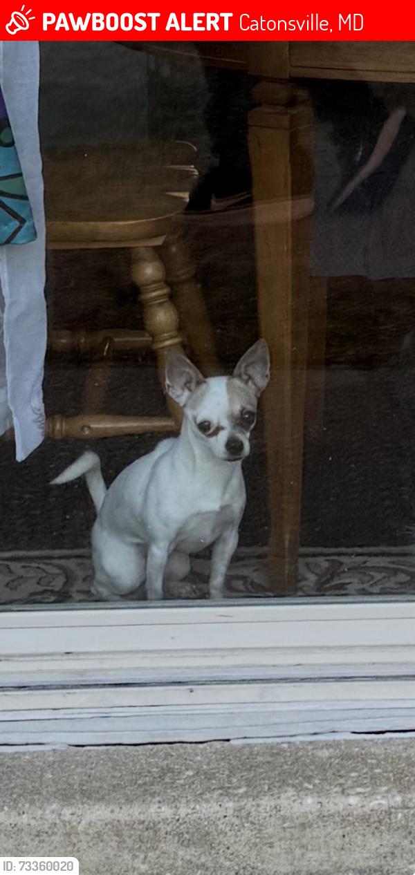Lost Female Dog last seen Maiden choice LN Catonsville MD 21228, Catonsville, MD 21228