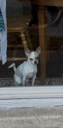 Lost Female Dog last seen Maiden choice LN Catonsville MD 21228, Catonsville, MD 21228
