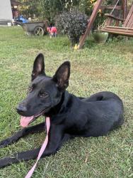 Found/Stray Unknown Dog last seen John’s mountain Resaca ga, Resaca, GA 30735