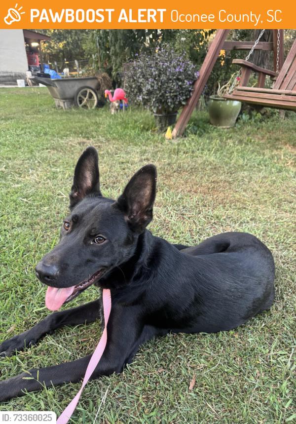 Found/Stray Unknown Dog last seen John’s mountain Resaca ga, Resaca, GA 30735