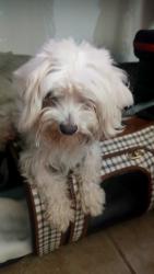 Reunited Male Dog last seen W. Robert & frazier ave., Fort Worth, TX 76110