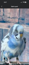 Found/Stray Unknown Bird last seen Chinaberry Dr, Lewisville, TX 75077