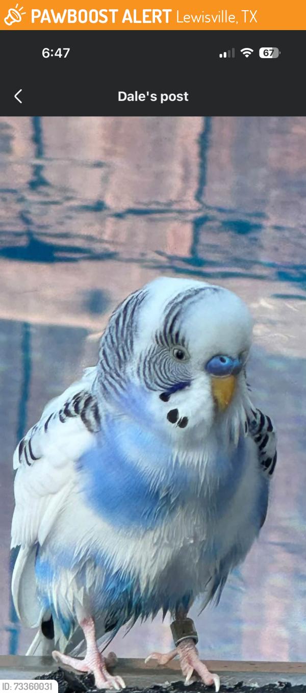 Found/Stray Unknown Bird last seen Chinaberry Dr, Lewisville, TX 75077