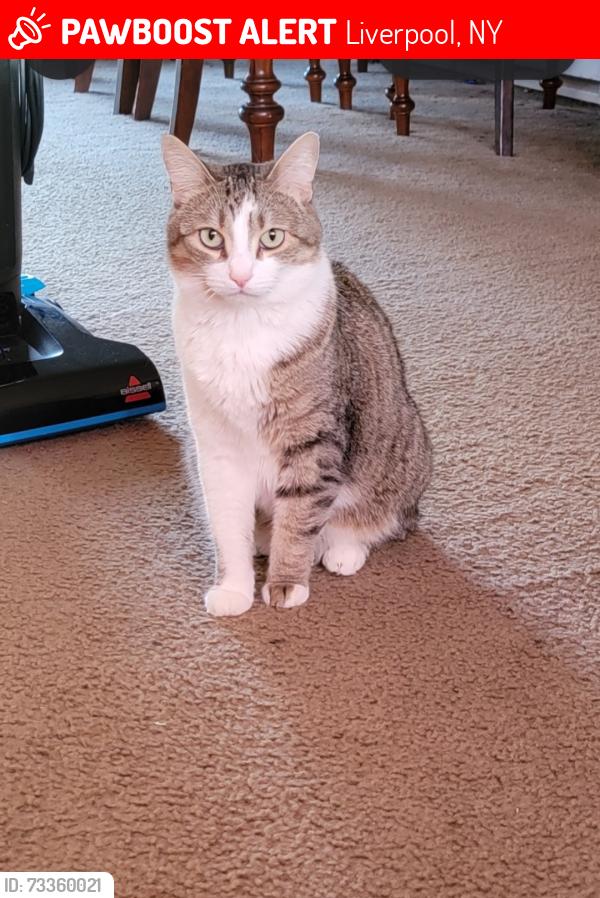 Lost Male Cat last seen Route 57 Liverpool Behind Walgreens, Liverpool, NY 13090