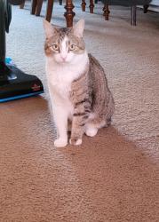 Lost Male Cat last seen Route 57 Liverpool Behind Walgreens, Liverpool, NY 13090