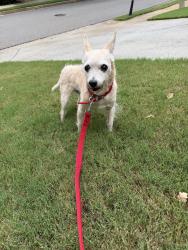 Lost Male Dog last seen Jason Drive, Cumming, GA 30040