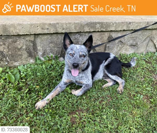 Found/Stray Male Dog last seen Wayside Baptist Church, Sale Creek, TN 37373