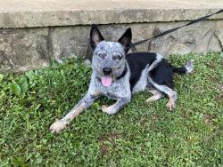 Found/Stray Male Dog last seen Wayside Baptist Church, Sale Creek, TN 37373