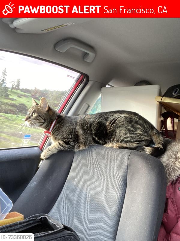 Lost Male Cat last seen 38th & Irving, San Francisco, CA 94122