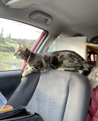 Lost Male Cat last seen 38th & Irving, San Francisco, CA 94122