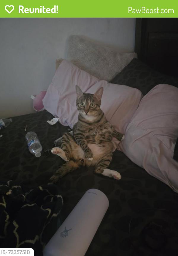 Reunited Male Cat last seen cochran and sycamore, cochran and erringer, Simi Valley, CA 93065