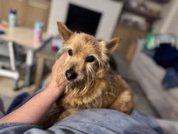 Lost Male Dog last seen Perilla and Bilberry Road, Rosena Ranch, San Bernardino, CA 92407
