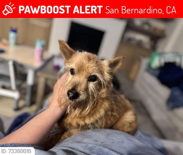 Lost Male Dog last seen Perilla and Bilberry Road, Rosena Ranch, San Bernardino, CA 92407