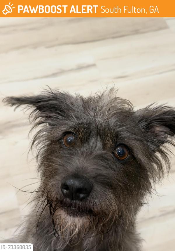 Found/Stray Male Dog last seen Camp creek, South Fulton, GA 30349