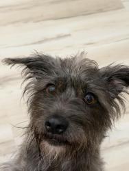 Found/Stray Male Dog last seen Camp creek, South Fulton, GA 30349