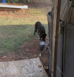 Found/Stray Male Dog last seen Dollar general, Stoneville, NC 27048