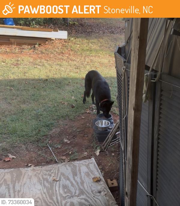 Found/Stray Male Dog last seen Dollar general, Stoneville, NC 27048