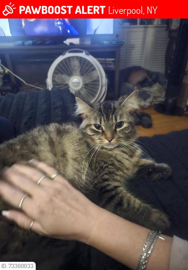 Lost Female Cat last seen Route 57 Liverpool Behind Walgreens, Liverpool, NY 13090