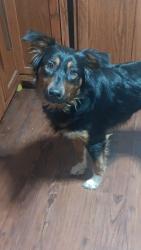 Reunited Male Dog last seen Near silvertown Rd jonestown pa, Jonestown, PA 17038
