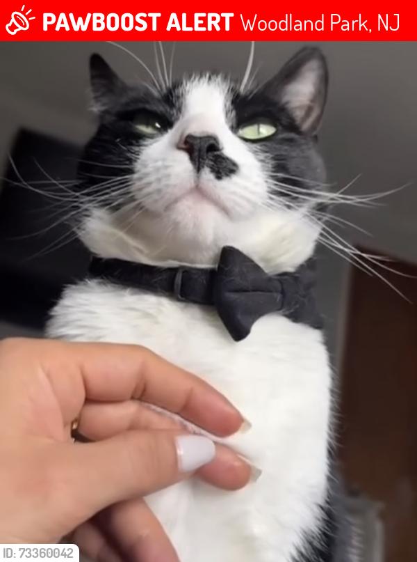 Lost Male Cat last seen garret park, Woodland Park, NJ 07424
