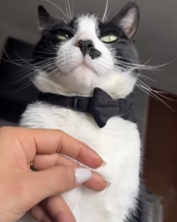 Lost Male Cat last seen garret park, Woodland Park, NJ 07424