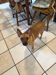 Lost Female Dog last seen West State Street, Bristol, Tn, Bristol, VA 24202