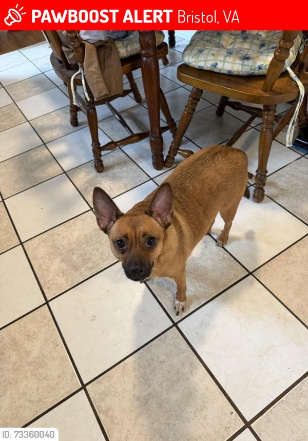 Lost Female Dog last seen West State Street, Bristol, Tn, Bristol, VA 24202