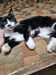 Lost Male Cat last seen Soileau rd. New Iberia La, Iberia Parish, LA 70560