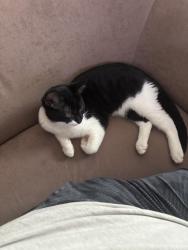 Lost Male Cat last seen in the hse, Erie, PA 16507