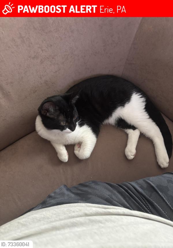 Lost Male Cat last seen in the hse, Erie, PA 16507