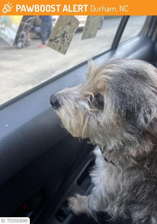 Found/Stray Female Dog last seen Glenn rd cemetery, Durham, NC 27704