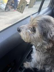 Found/Stray Female Dog last seen Glenn rd cemetery, Durham, NC 27704