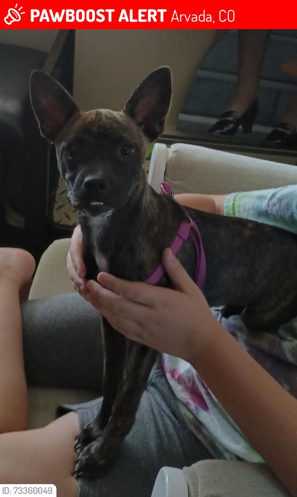 Lost Female Dog last seen Two Ponds Wildlife Refuge, Arvada, CO 80005