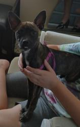 Lost Female Dog last seen Two Ponds Wildlife Refuge, Arvada, CO 80005