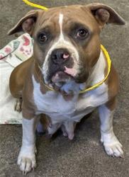 Shelter Stray Female Dog last seen EXPEDITION WAY & 19TH ST, 2127 Front St, Sacramento, CA 95818, USA
