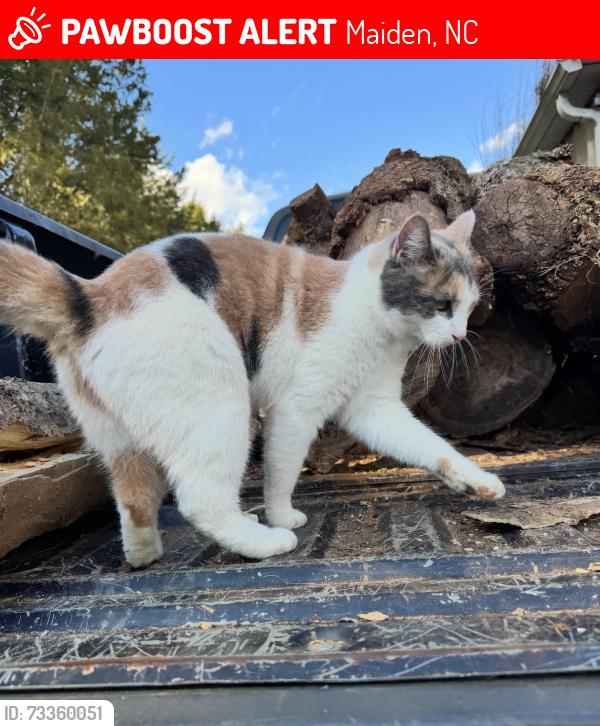Lost Female Cat last seen Blackburn bridge rd, Maiden, NC 28650