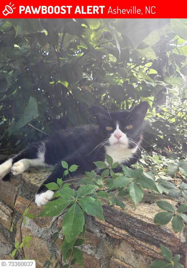 Lost Female Cat last seen beverly road, East Asheville, Asheville, NC 28805
