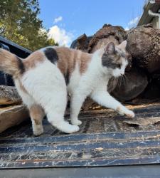 Lost Female Cat last seen Blackburn bridge rd, Maiden, NC 28650