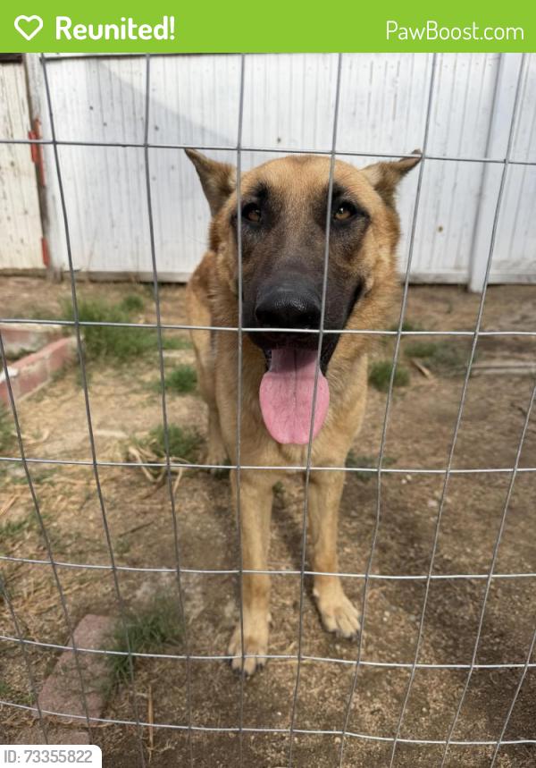 Reunited Male Dog last seen San Jacinto and Carter, Perris, CA 92570