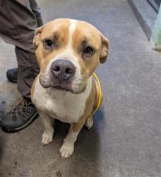 Shelter Stray Male Dog last seen EXPEDITION WAY & 19TH ST, 2127 Front St, Sacramento, CA 95818, USA