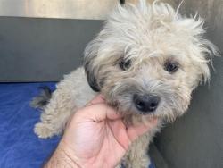 Shelter Stray Female Dog last seen SEYFERTH WAY & AMES CT, 2127 Front St, Sacramento, CA 95818, USA
