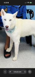 Reunited Female Dog last seen W Cheery Lynn Rd Phoenix, AZ 85033 United States, Phoenix, AZ 85033